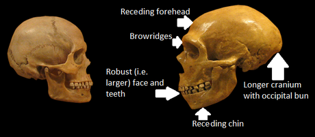Bits of the skull that separate humans (right) from Neanderthals (left). 