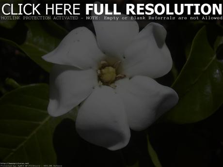 Gardenia