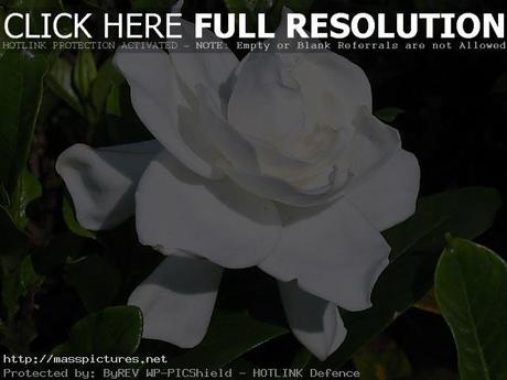 Gardenia