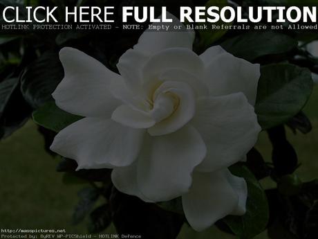 Gardenia