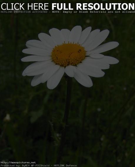 Daisy