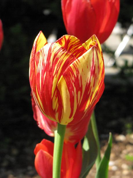 tulip 