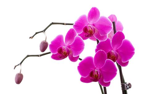 orchid 