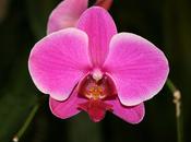 Orchid