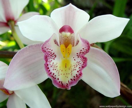 orchid 