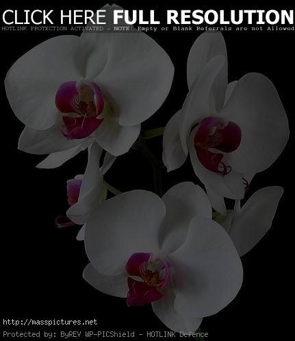 orchid 