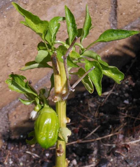 My pepper plants from last year are fruiting!
