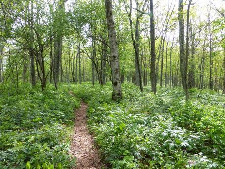 Day 32: It's A Social Trail Day 32: It's A Social Trail