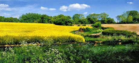 Hampshire Delights