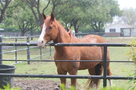 southforkranch1