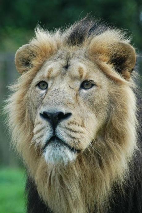 Fact Attack: Endangered Species No. 113 – The Asiatic Lion