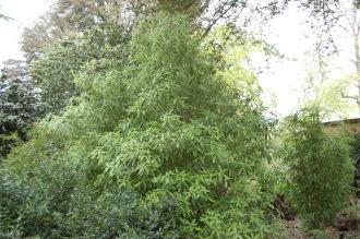 Pittosporum eugenioides (19/04/2014, Kew Gardens, London)