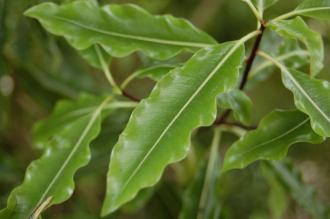 Pittosporum eugenioides Leaf (19/04/2014, Kew Gardens, London)