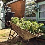 wheelbarrow strawberry planter
