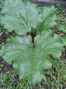 This is our rhubarb