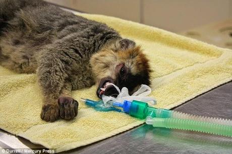 blind lemur able to see again thanks to Cataract surgery by Vets
