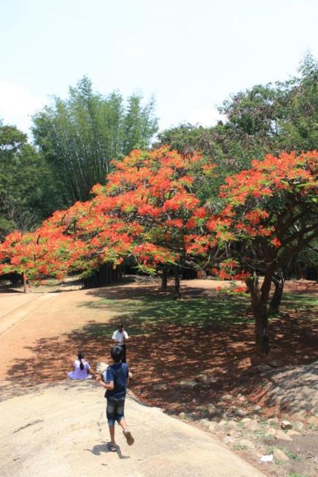 Taken on May 18, 2014 in Cubbon Park, Bangalore.