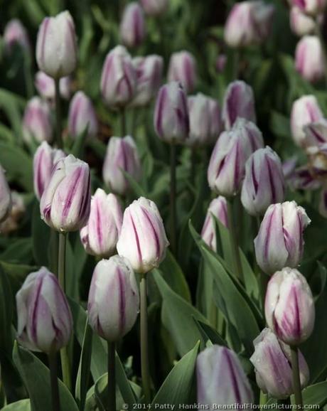 Flaming Flag Tulips © 2014 Patty Hankins