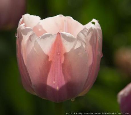 Ollioules Tulips © 2014 Patty Hankins