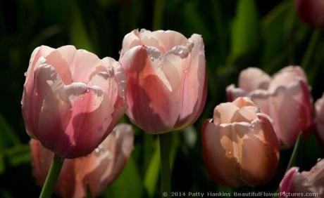 Ollioules Tulips © 2014 Patty Hankins