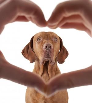 dog heart