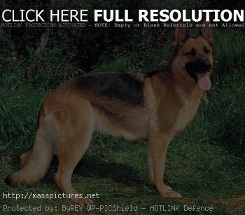 German shepherd