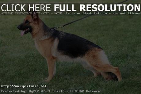 German shepherd