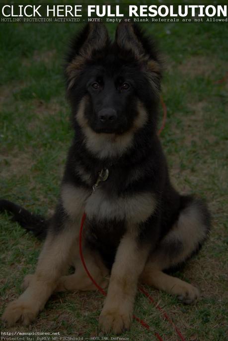 German shepherd