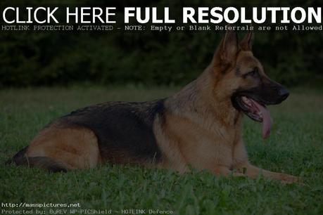 German shepherd