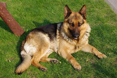 German shepherd