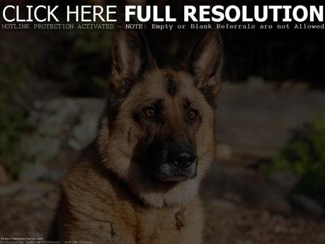 GERMAN SHEPHERD