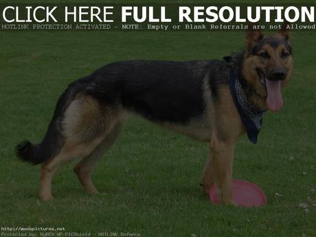 German shepherd