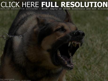 German shepherd