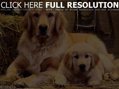 golden retriever