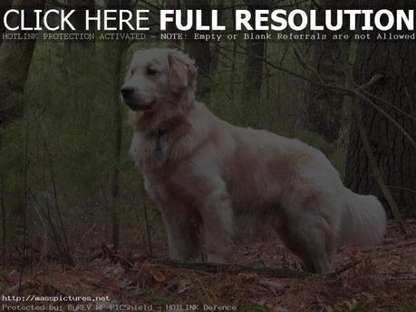 golden retriever