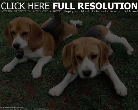 beagle