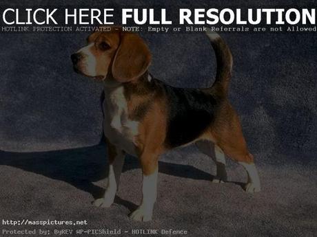 beagle