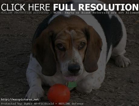 beagle