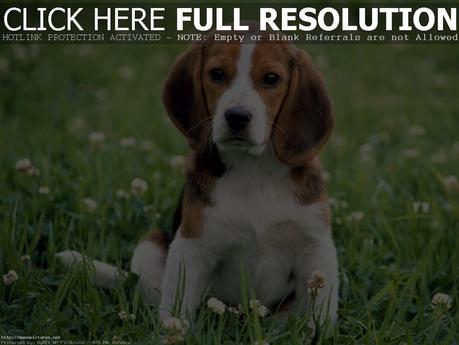 beagle