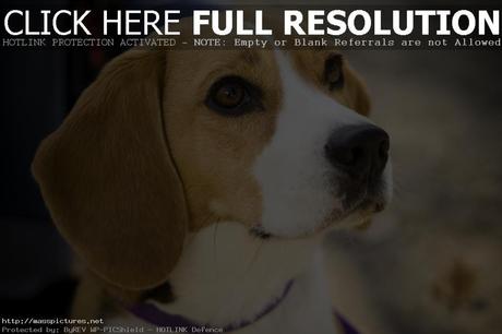 beagle