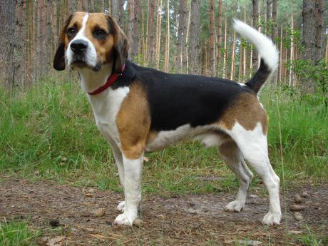 beagle