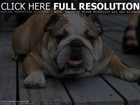 bulldog