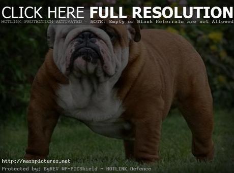 bulldog