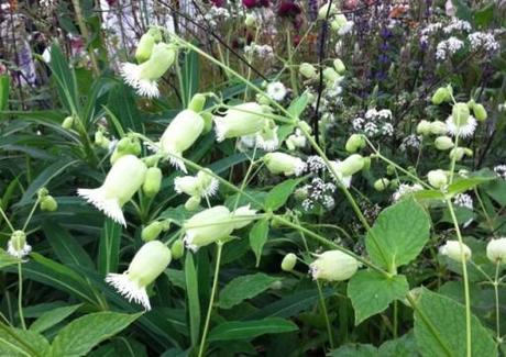 Silene Fimbriata in flower at Chelsea