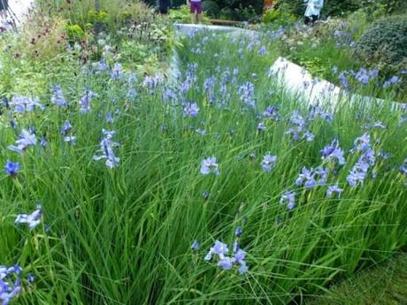 a river of iris sibirica