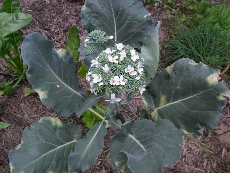 How not to grow broccoli