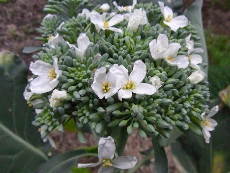 How not to grow broccoli