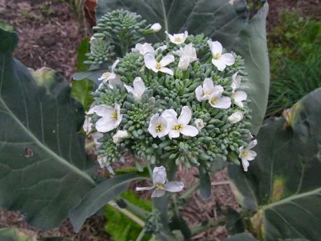 How not to grow broccoli