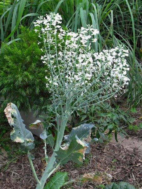 How not to grow broccoli