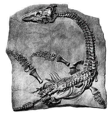 Plesiosaur mary anning